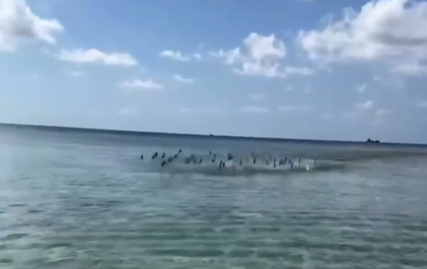 Россиянку атаковал косяк рыб