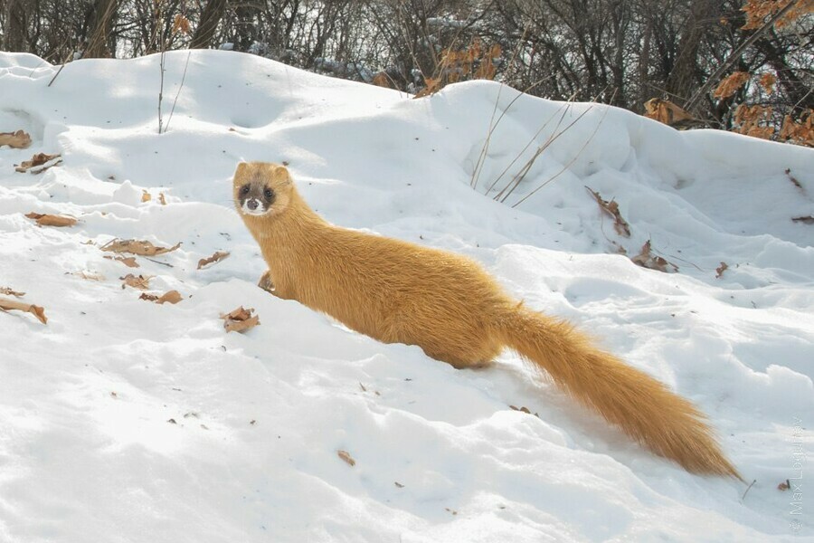 Редкий зверек попал в объектив в Приамурье