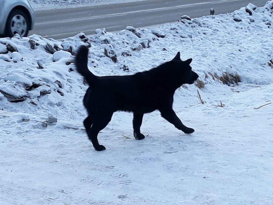 Благовещенке придется заплатить за гибель своей же собаки сбитой чужой машиной
