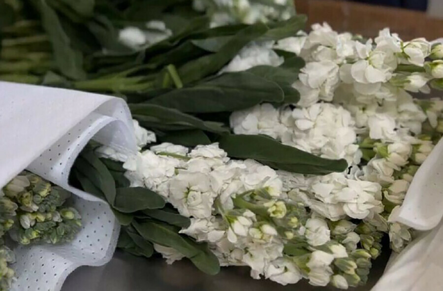 Спрос возрос амурские бизнесмены заинтересованы в саженцах и горшечных цветах из Китая 