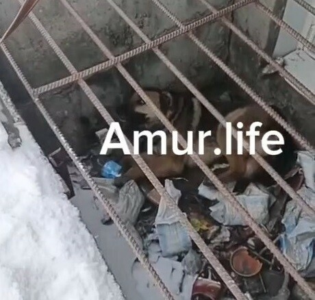 Билась в конвульсиях свидетелями жуткой картины стали жители Благовещенска видео 18