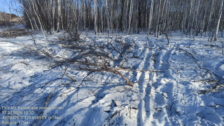 Амурские лесники пообещали дровосекам новшества с 24 февраля 