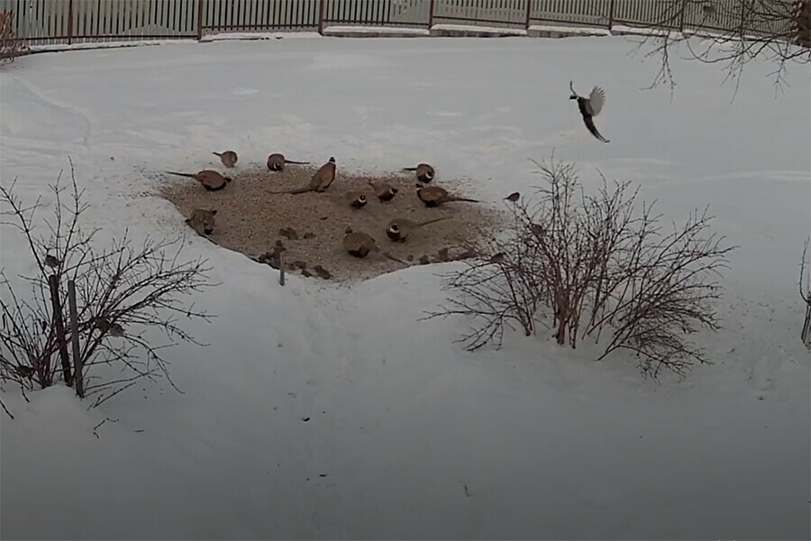 В Верхнеблаговещенском работает кафе для соседей местных жителей видео