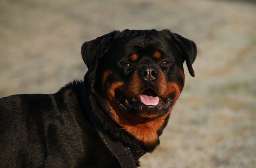 Амурчанин ударил полицейского и натравил на него ротвейлера