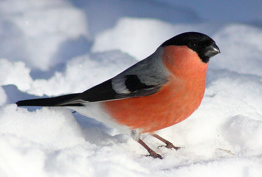 Последний день января  каким он будет в Амурской области