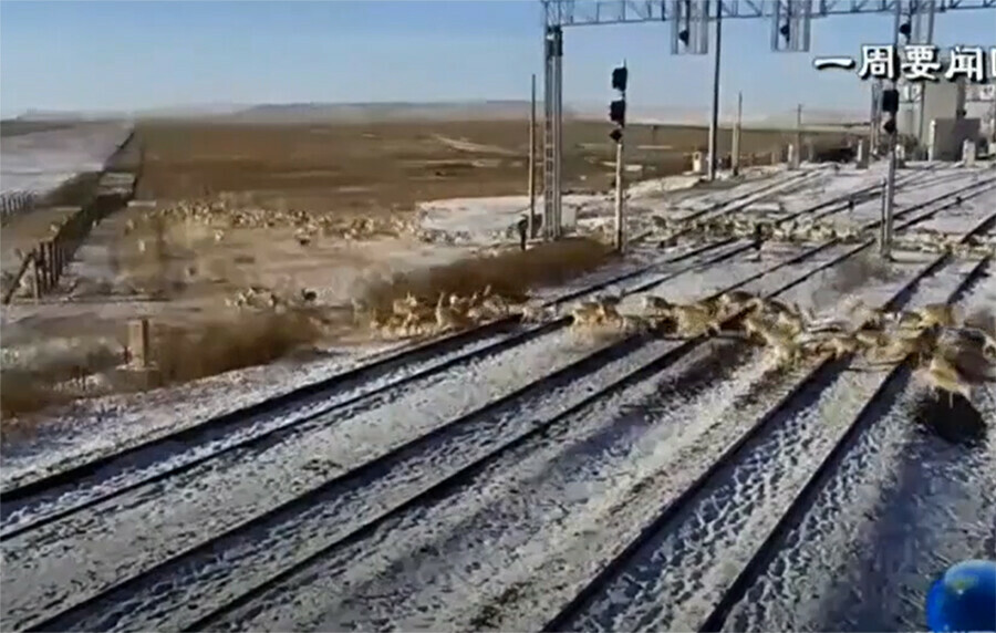 Пограничники Китая увидели феноменальное количество охраняемых животных на границе с Россией видео