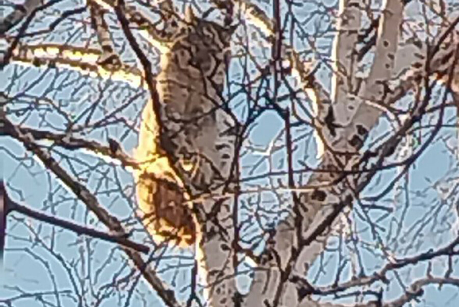 В амурском городе побывала дикая кошка посидела на дереве и пошла в магазин видео
