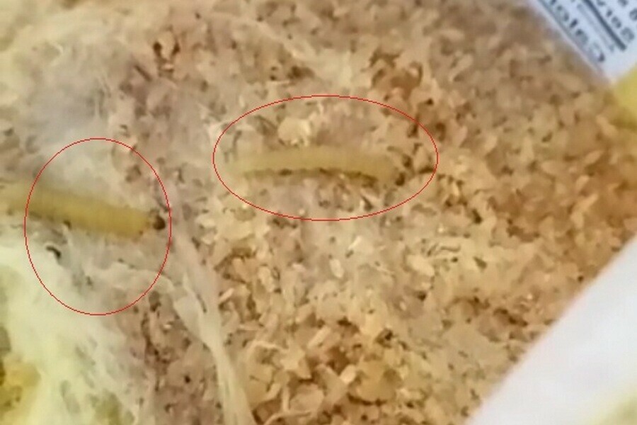 Амурчанка нашла живых червей в крупе известного бренда Что ответил изготовитель видео
