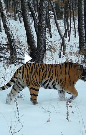 В Приамурье тигрица Елена красуется перед фотоловушками и привлекает самцов видео