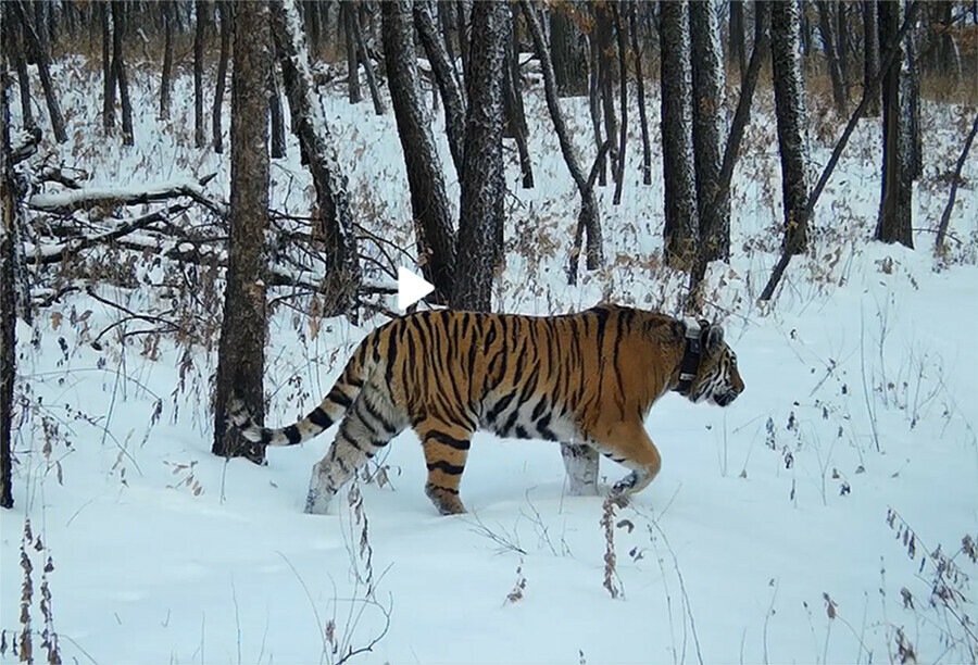 В Приамурье тигрица Елена красуется перед фотоловушками и привлекает самцов видео