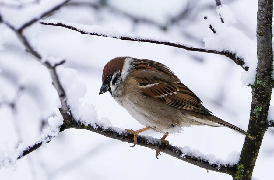 В России в феврале проведут перепись воробьев