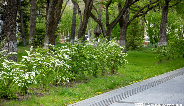 Основные улицы Благовещенска будут озеленять по специальному плану  