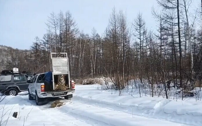 Рычит и готова разорвать специалисты показали как амурскую тигрицу вернули в природу видео