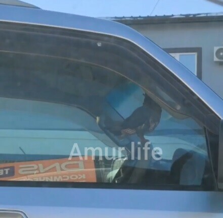 Одетого голубя за рулем увидели благовещенцы видео