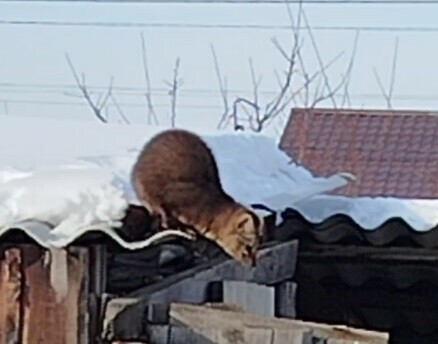 Соболь на трех лапах забрел в амурский город видео