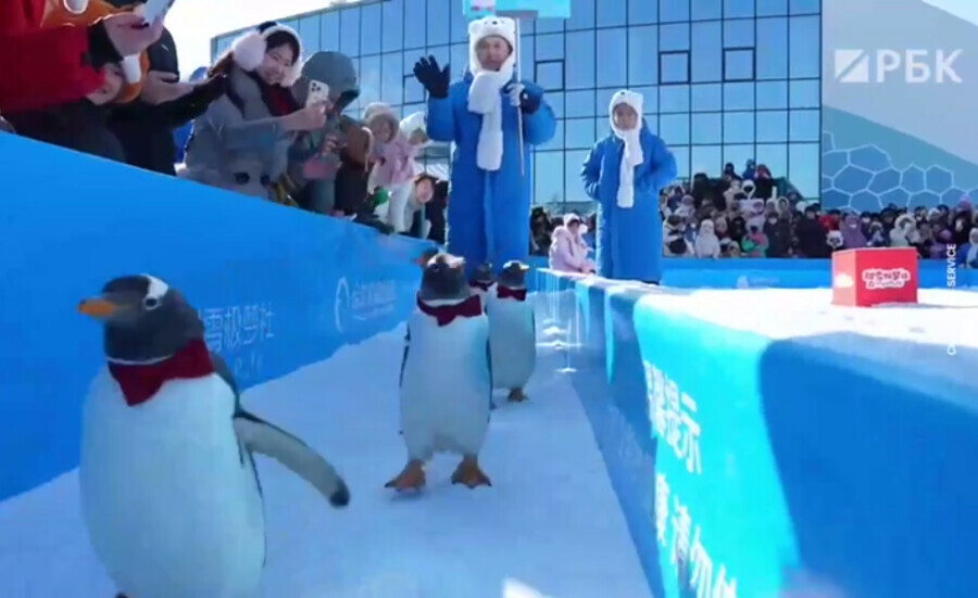 В Харбине прошел парад пингвинов видео
