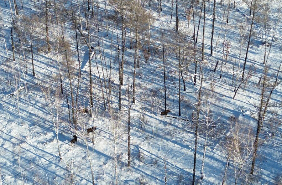 Квадрокоптер амурских охотоведов сделал фото лесных великанов