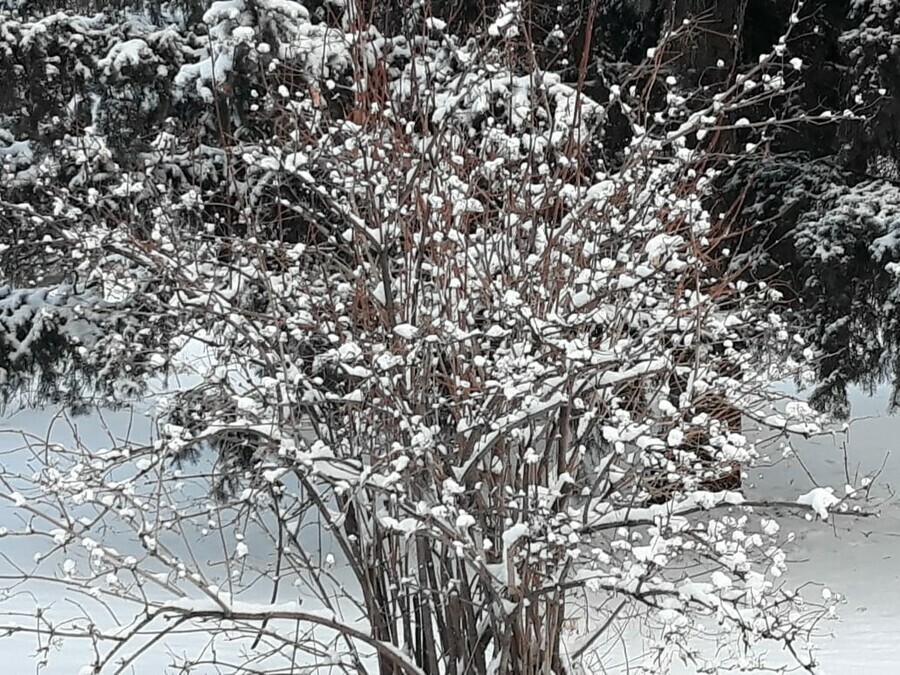 Прогноз погоды в Амурской области на 10 февраля