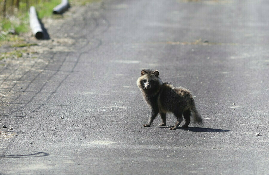 В Белогорске обнаружена бешеная енотовидная собака