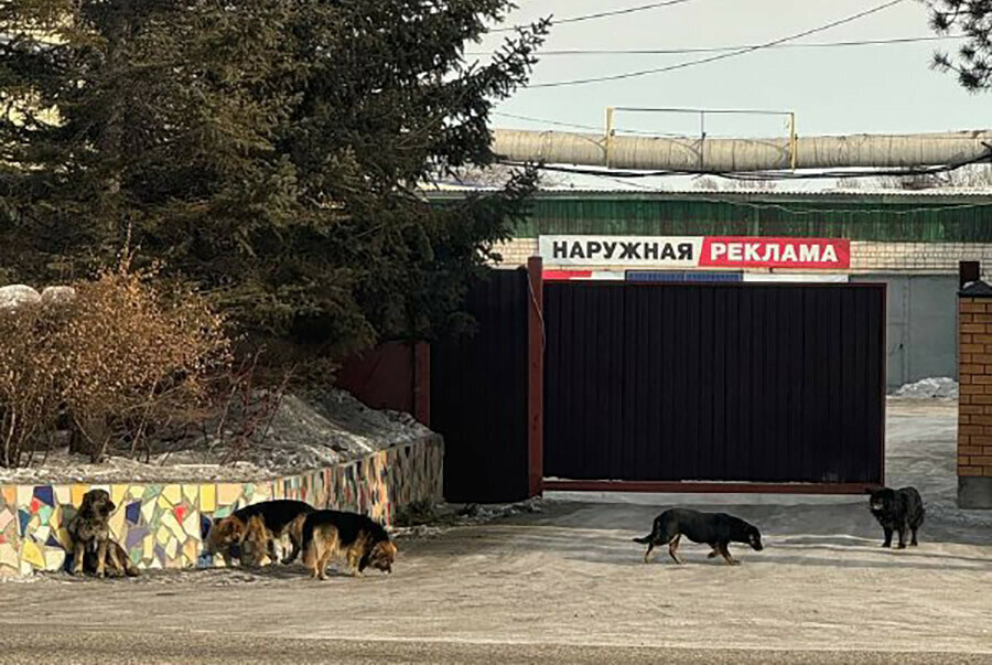 Дело о нападении стаи собак на мальчика в Свободном на контроле в СУ СК России