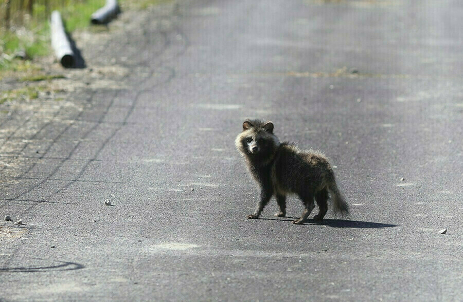 В Белогорске установлен карантин по бешенству неадекватное животное усыпили   