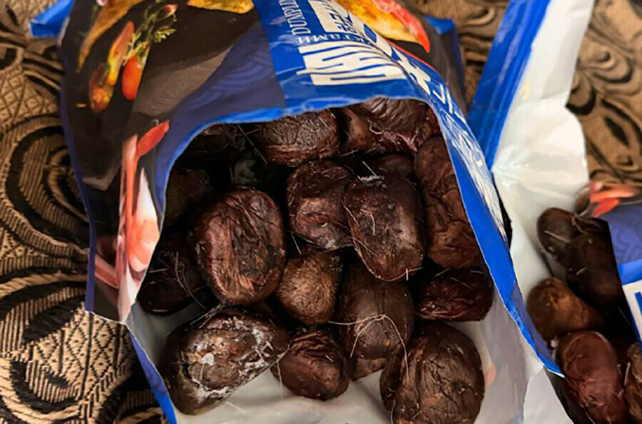 Канал контрабанды ценного мускуса кабарги перекрыт на Дальнем Востоке фото