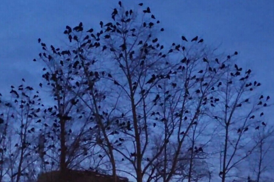 Все кругом загажено жители микрорайона Благовещенска столкнулись с неприятностью фото видео