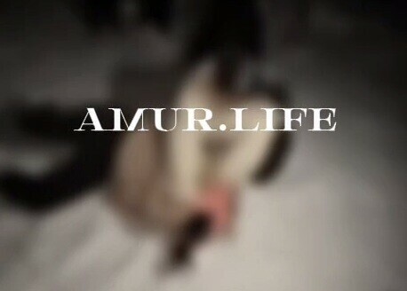 Ты думала я не справлюсь В амурских соцсетях распространяется видео где жестоко избили школьницу видео 