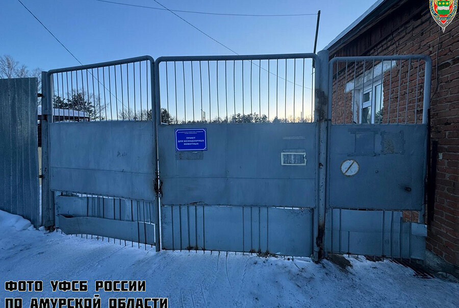 В Шимановске директор и главбух приюта для животных похищали деньги на содержание бездомных питомцев