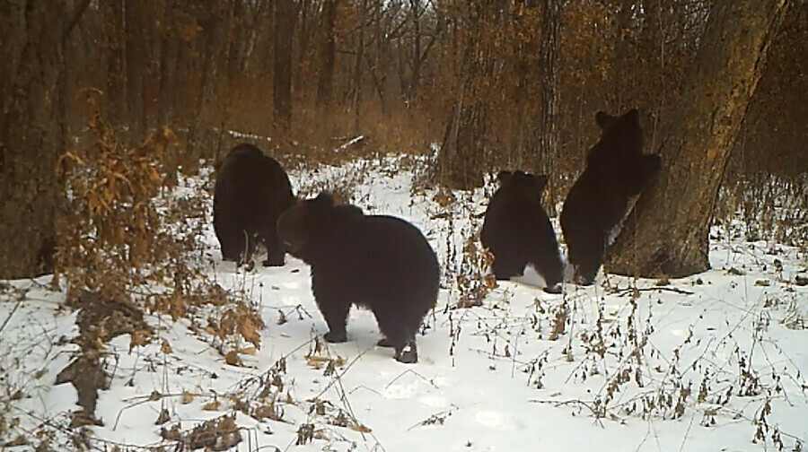 Амурские медведи повторили знаменитую картину Утро в сосновом лесу видео