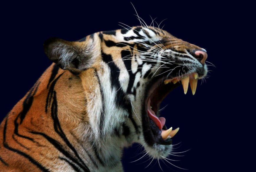 Эксперты рассматривают несколько причин нападения тигра на человека в Приморье