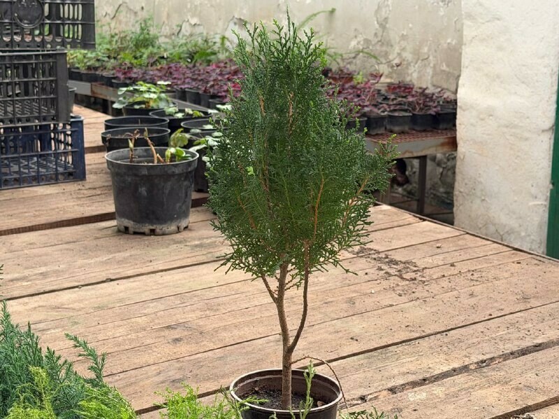 Вечнозеленые растения в кашпо поставят весной в центре Благовещенска фото