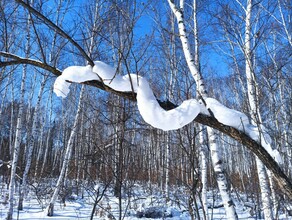 Диковинных белых питонов заметили в лесу Амурской области