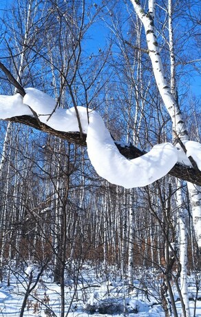 Диковинных белых питонов заметили в лесу Амурской области