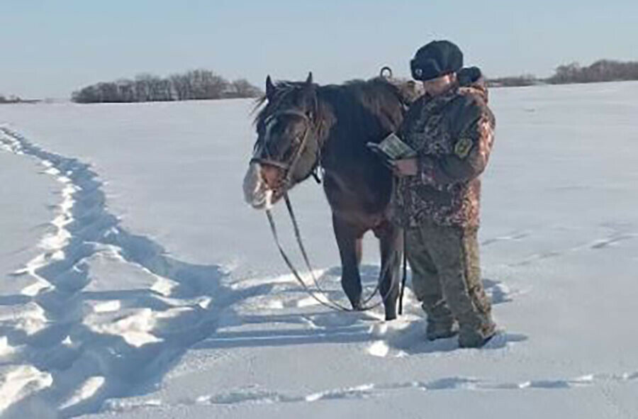 Тысячи километров по лесам и полям Приамурья прошли и проехали охотоведы Зачем