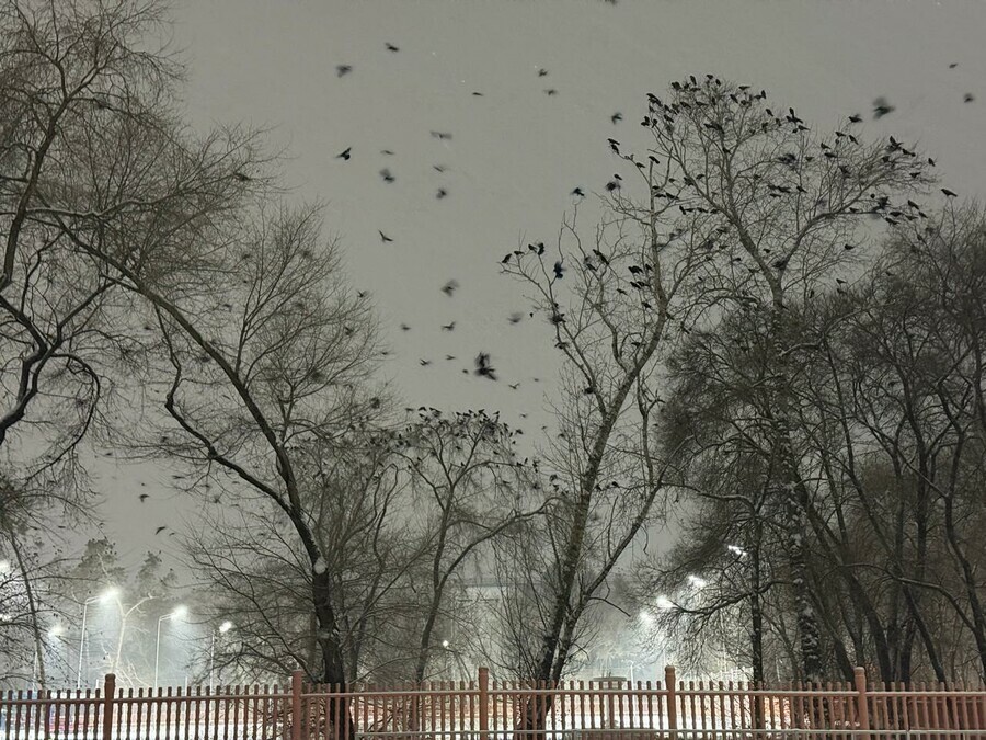 В Благовещенске проводят рейды для борьбы с воронами чей помет портит облик города