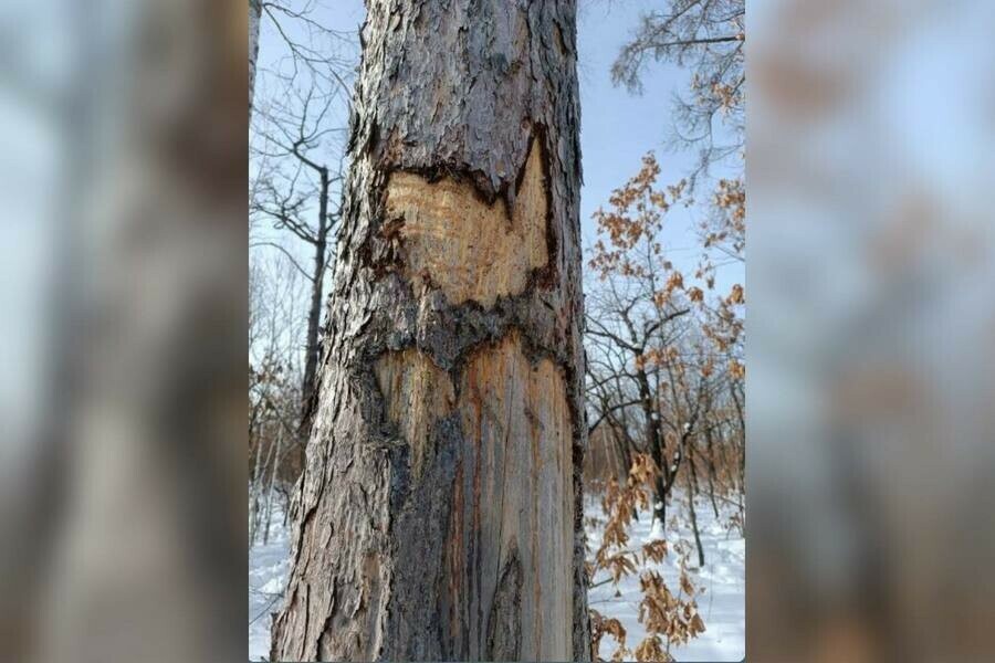 Медведь в Приамурье оставил на дереве послание И это не север региона 