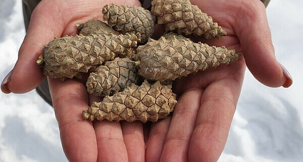 В Приамурье собрали таежный урожай  12 тонн шишек