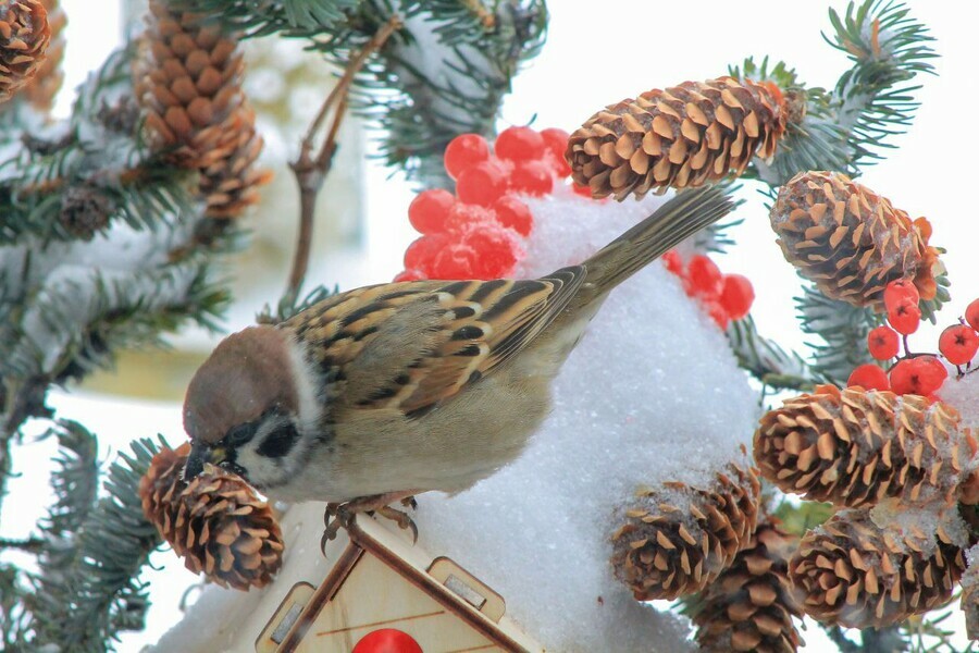 Снежный циклон уходить не собирается прогноз погоды в Приамурье 23 февраля