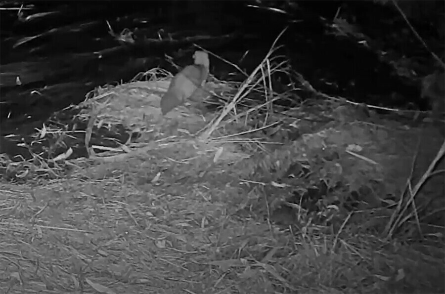 Бесился и кувыркался танцующего колонка увидел фотограф в Амурской области видео