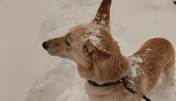 Снег не планирует покидать Амурскую область прогноз погоды на 24 февраля