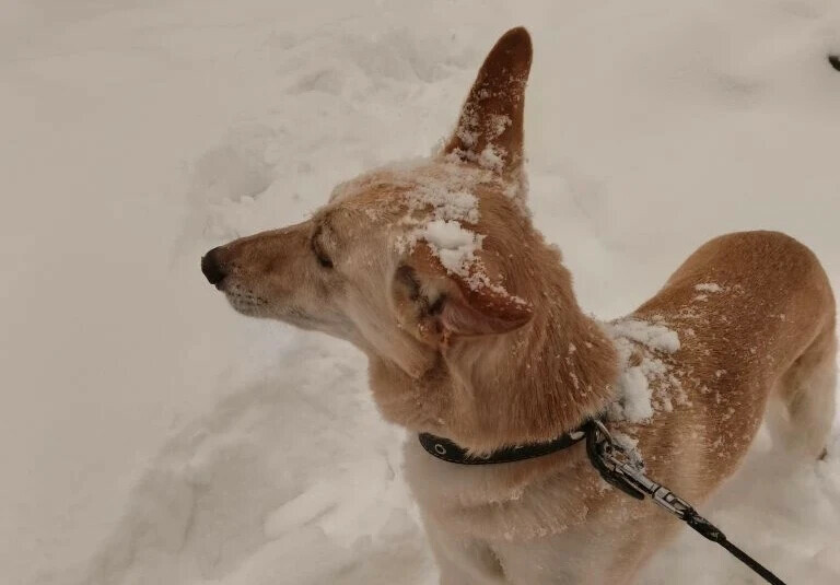 Снег не планирует покидать Амурскую область прогноз погоды на 24 февраля