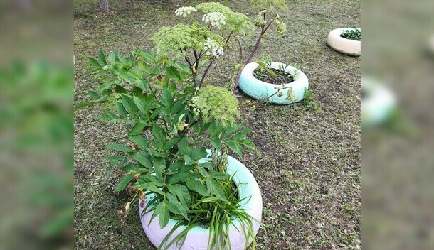 В одном из российских регионов создадут реестр растенийиноагентов