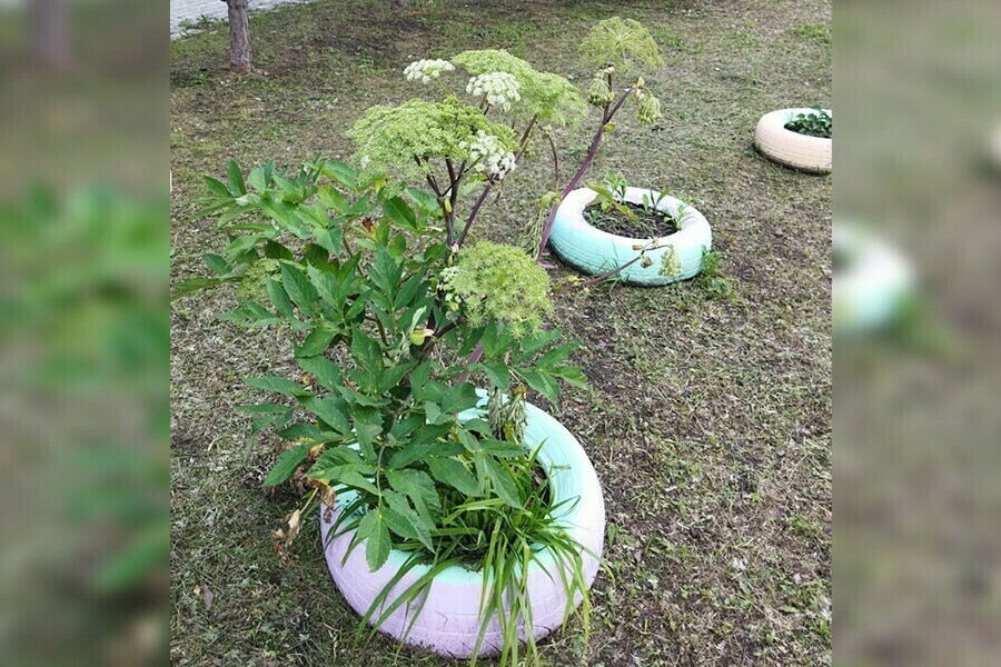 В одном из российских регионов создадут реестр растенийиноагентов