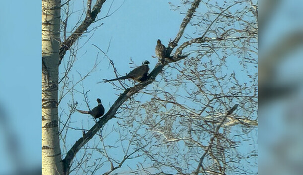 Амурским охотинспекторам выпало редкое везение увидеть птиц на дереве видео