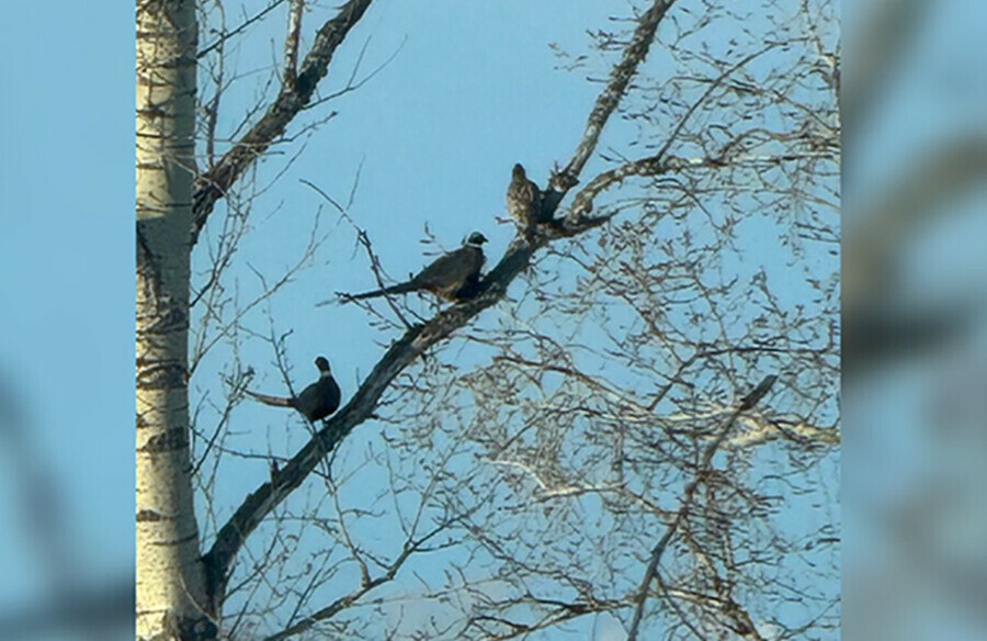 Амурским охотинспекторам выпало редкое везение увидеть птиц на дереве видео