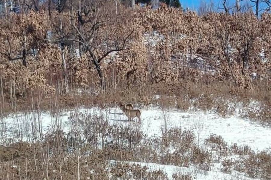 Диких животных которых не часто видит человек удалось снять на севере Приамурья видео 