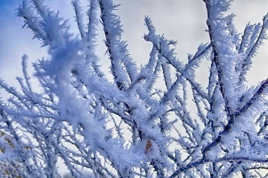 Морозы окрепнут в Приамурье до 35 градусов