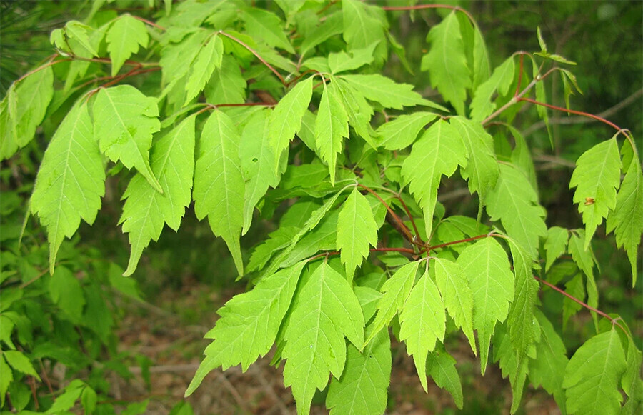 Деревоубийца чем опасен американский клен на участке