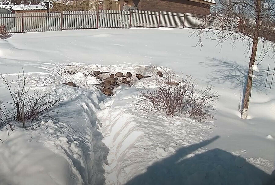 Голодные птицы потянулись в Верхнеблаговещенское и установили рекорд видео